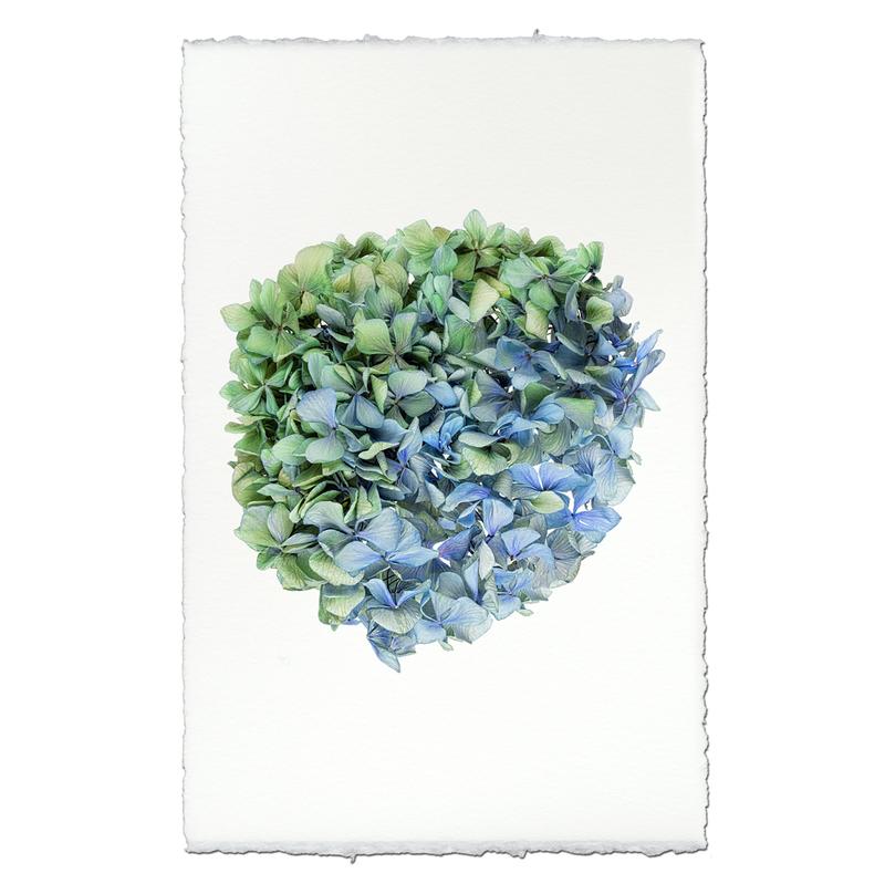 Hydrangea Prints
