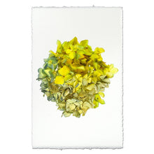 Load image into Gallery viewer, Hydrangea Prints
