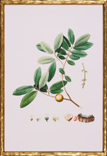 Load image into Gallery viewer, Spring Green Foliage
