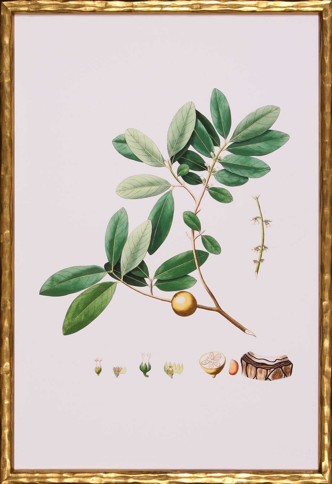 Spring Green Foliage