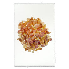 Load image into Gallery viewer, Hydrangea Prints
