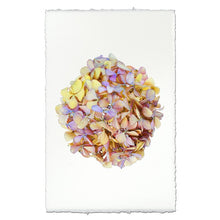 Load image into Gallery viewer, Hydrangea Prints
