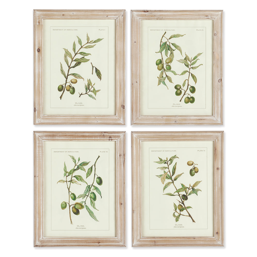 Olive Leaf Botanical Print